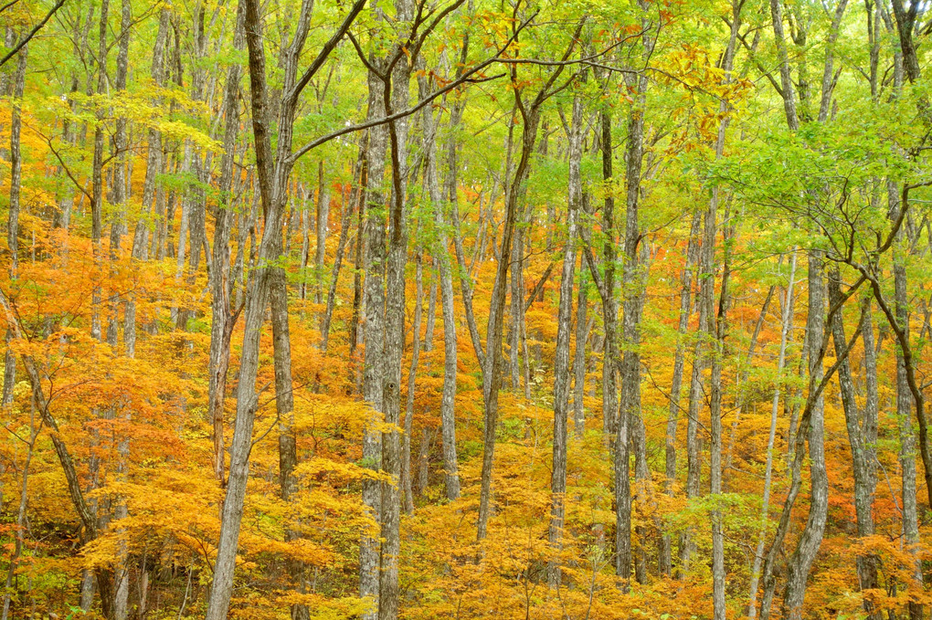 秋彩の森