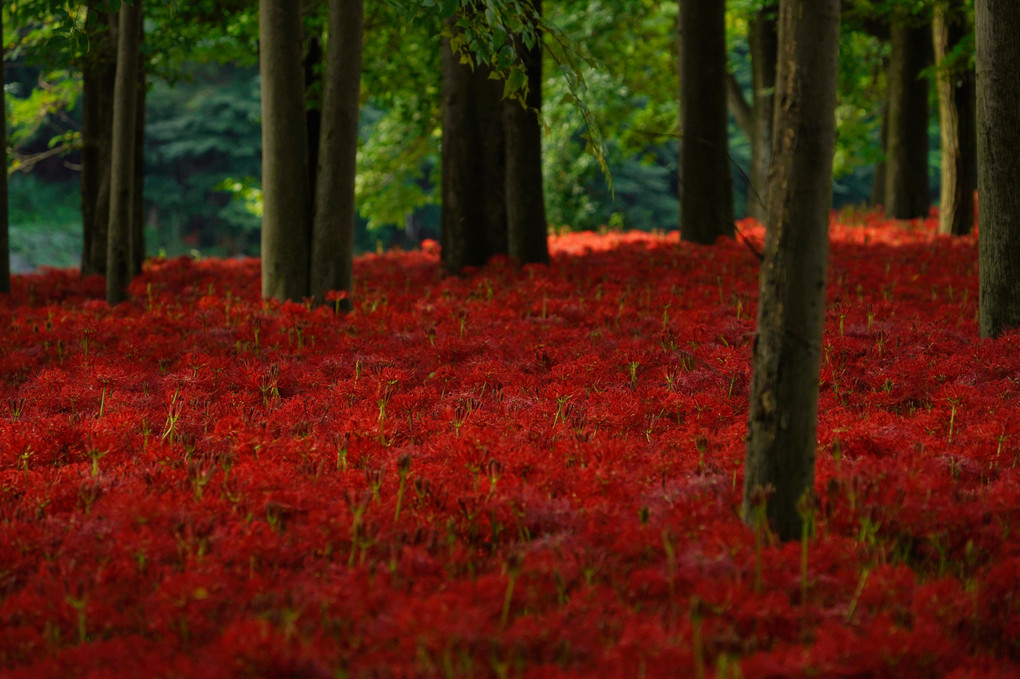 森の赤い海