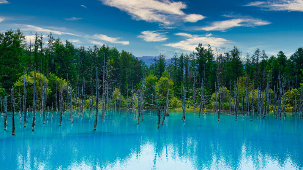 真夏の青い池