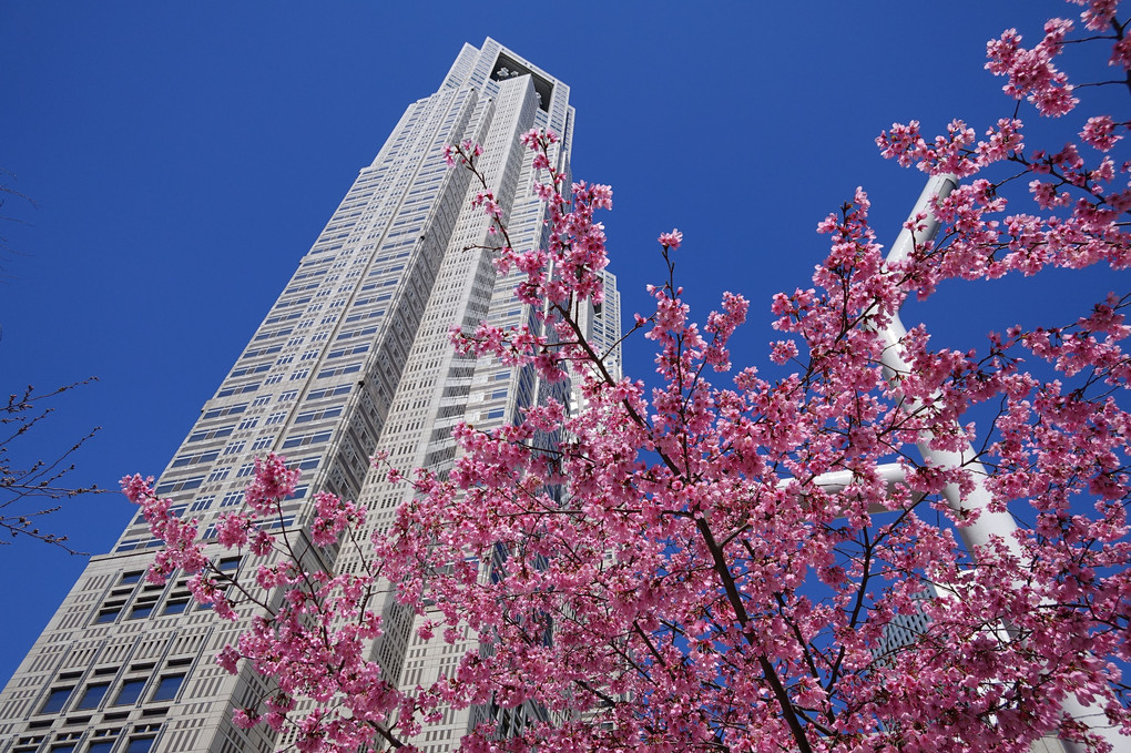 都庁前の桜