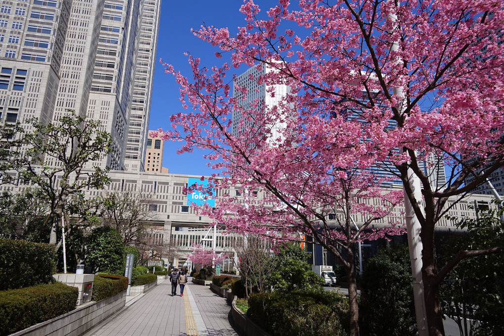 都庁前の桜