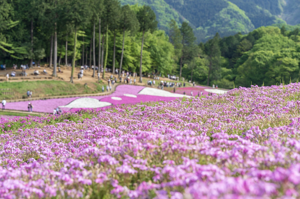 羊山公園 芝桜