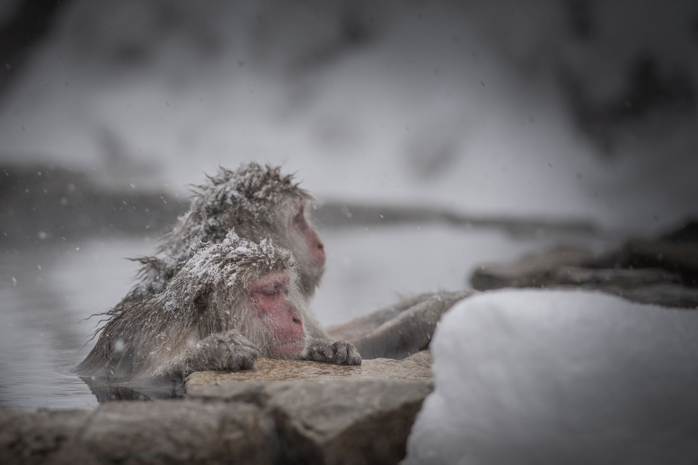 snow monkey 