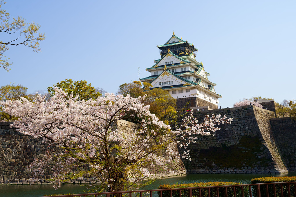 大阪城と桜