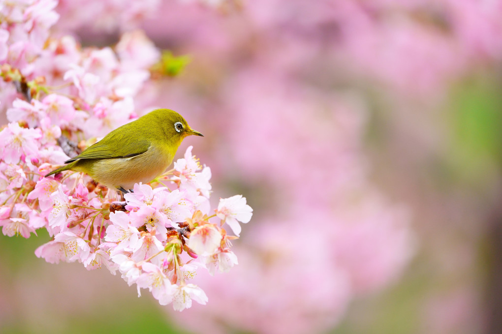 桜ジロー詰め合わせ