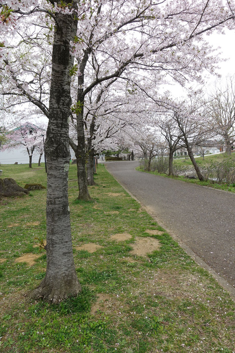 桜のさんぽ道