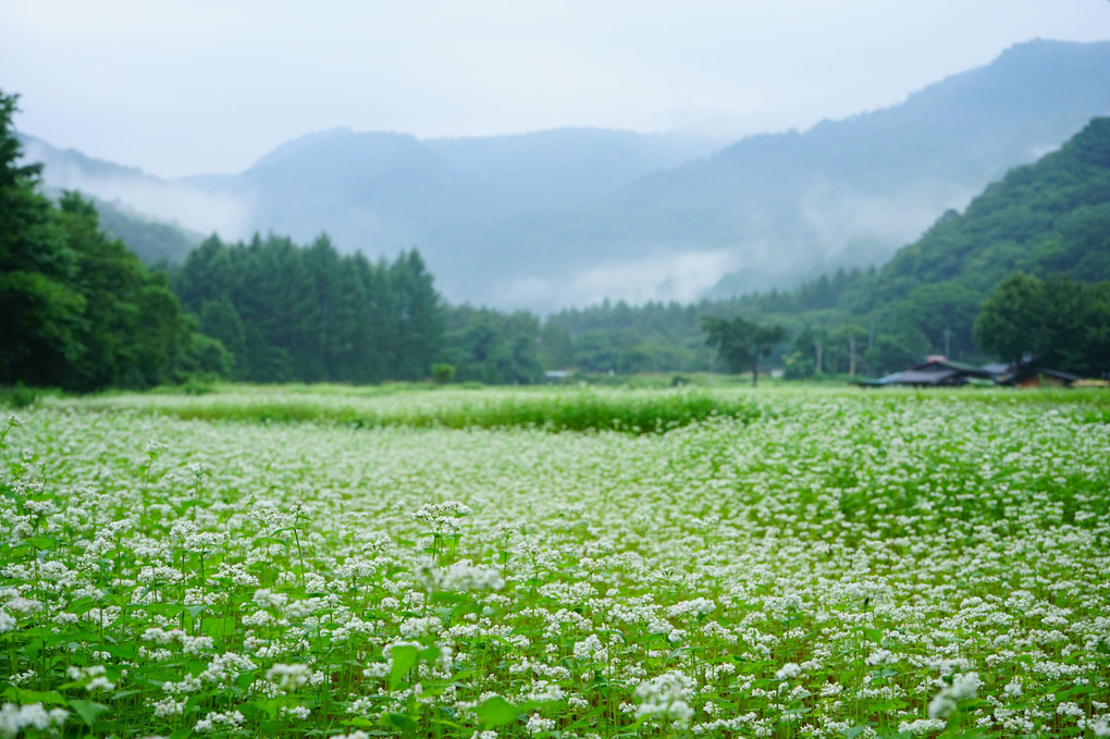 開田高原の蕎麦の花
