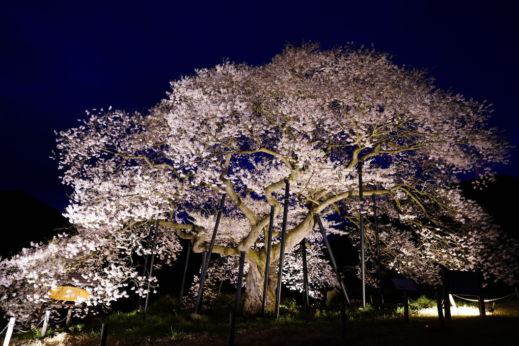 高山村の黒部のエドヒガン桜