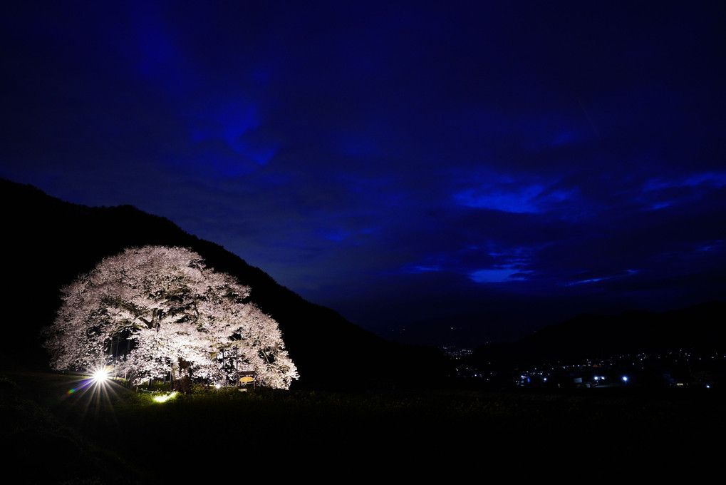 高山村の黒部のエドヒガン桜