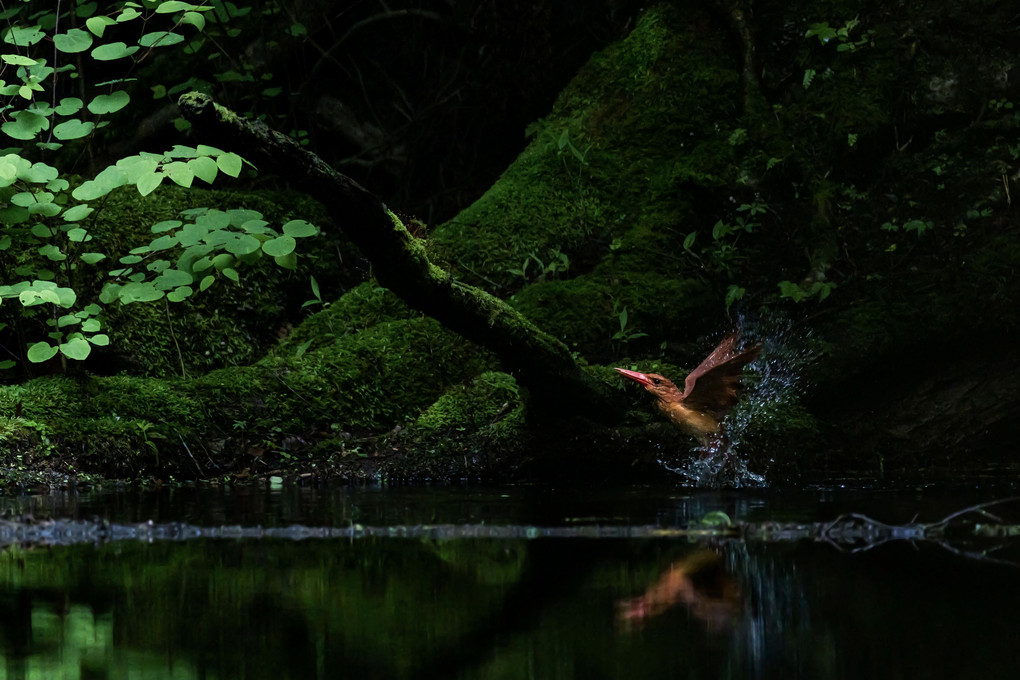 神秘の森の赤い鳥