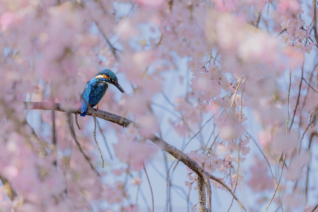 枝垂れ桜に翡翠①