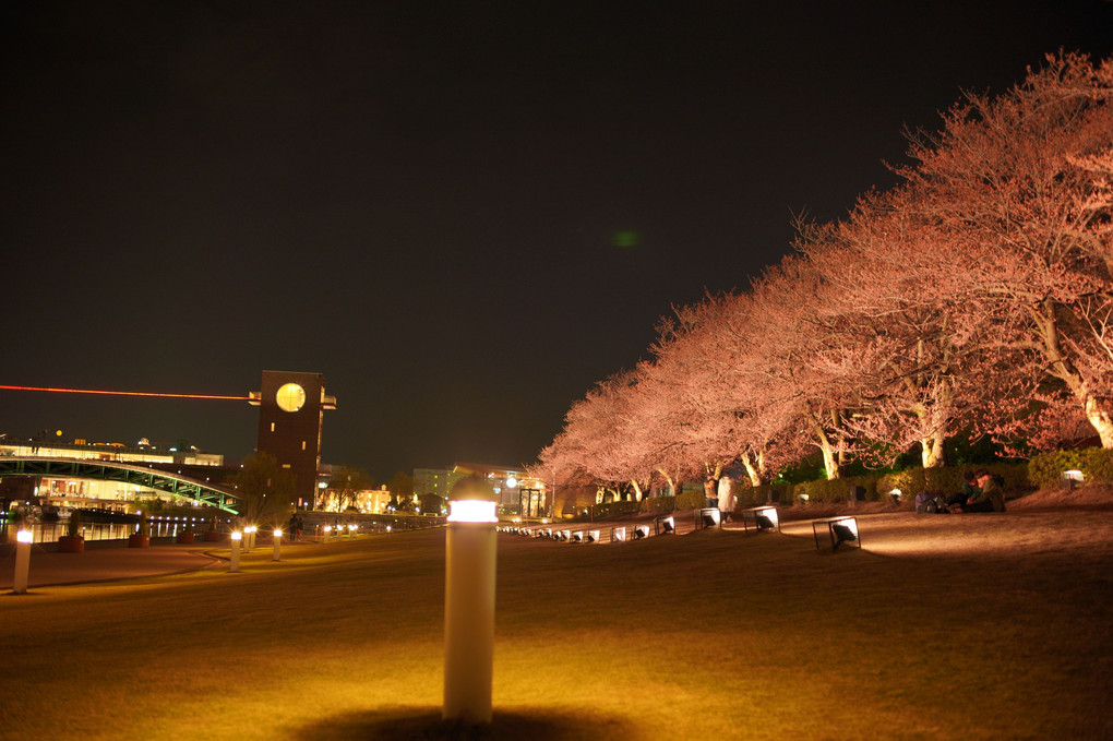 富山にて夜桜鑑賞