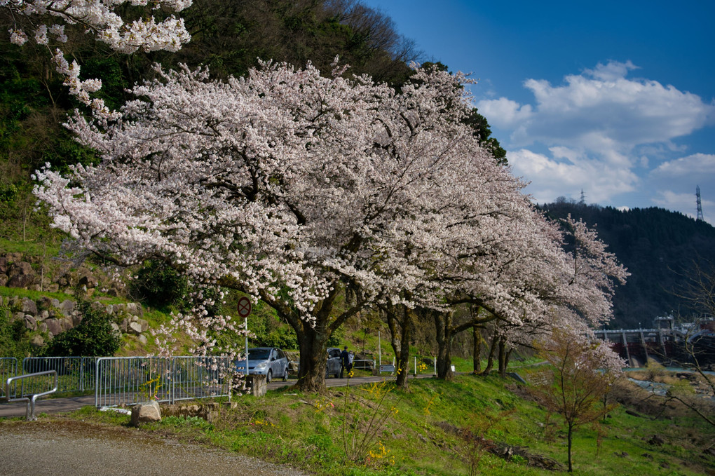 庄川春の景色