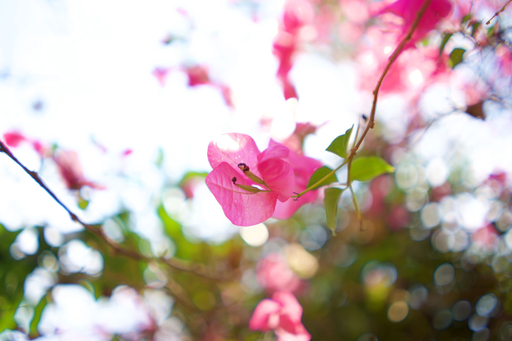 アンコールワットに咲く花