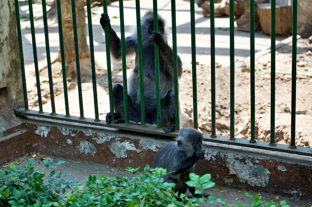 逃亡する小猿、心配する母猿