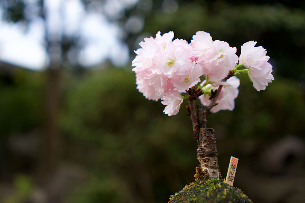 苔玉桜咲く