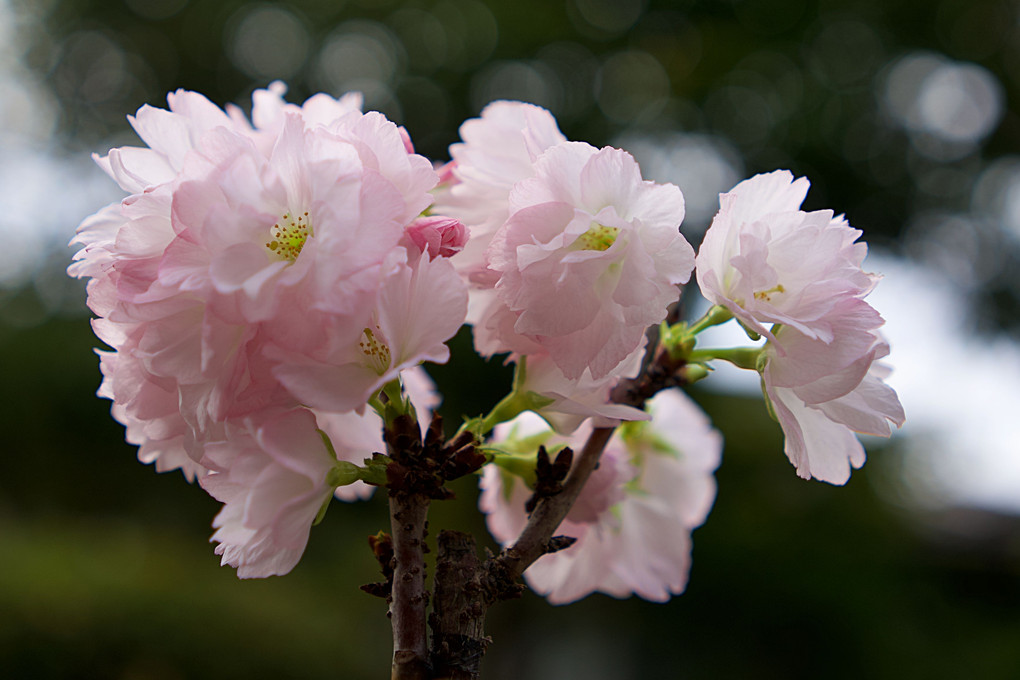 苔玉桜咲く