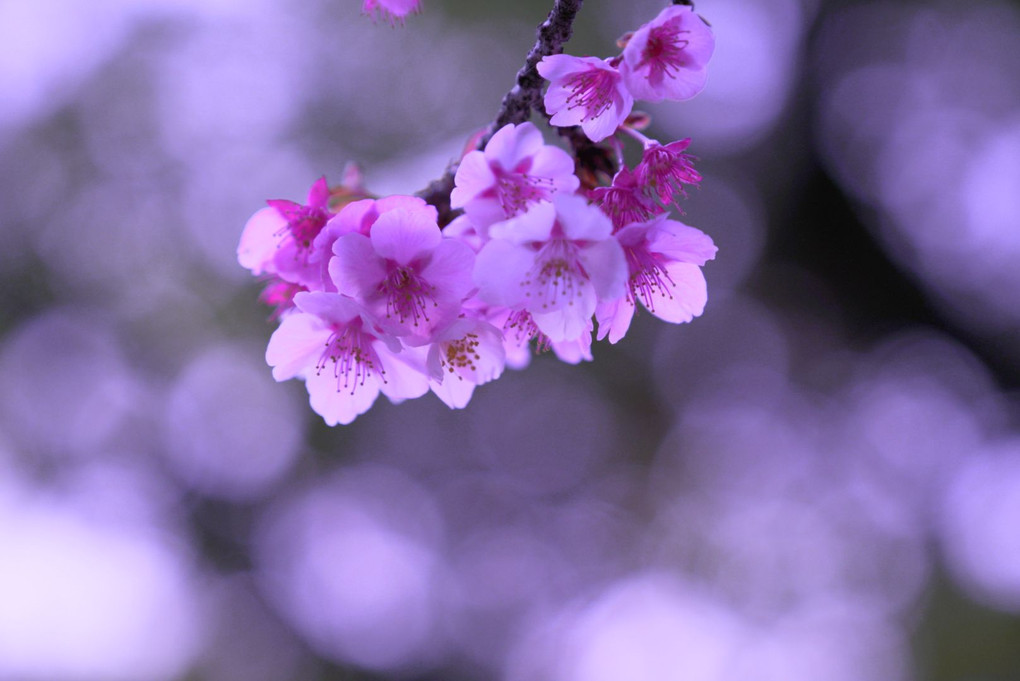 かん桜