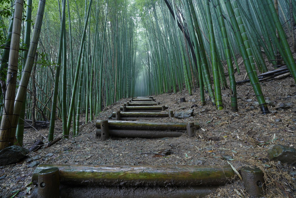 神宿る竹林