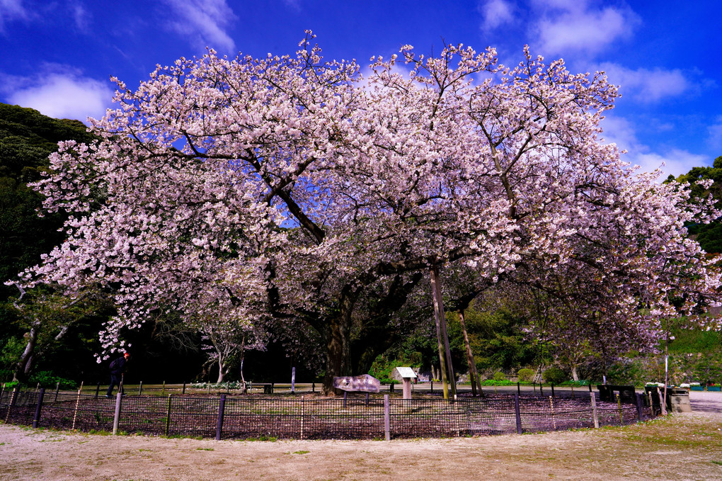 百年桜