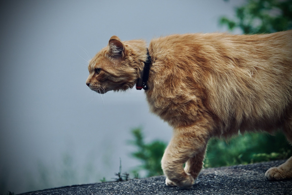 猫神様