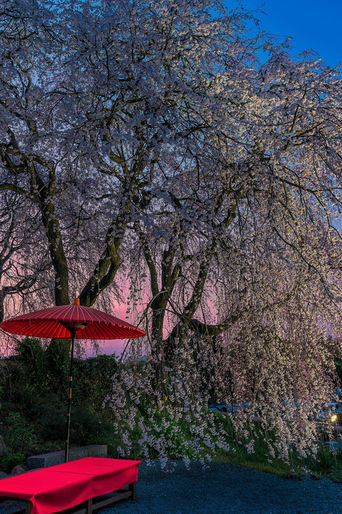 マジックアワーの枝垂れ桜