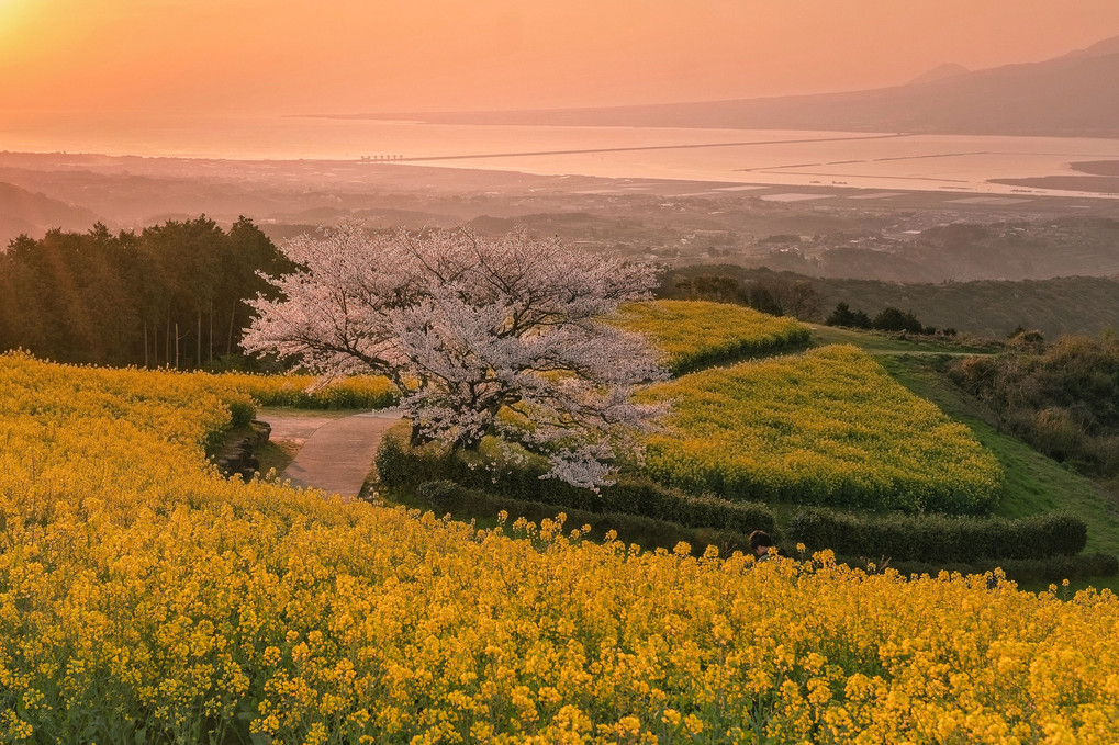 桜時