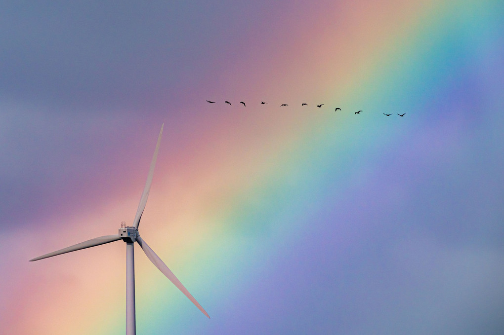 虹と風車とマガン