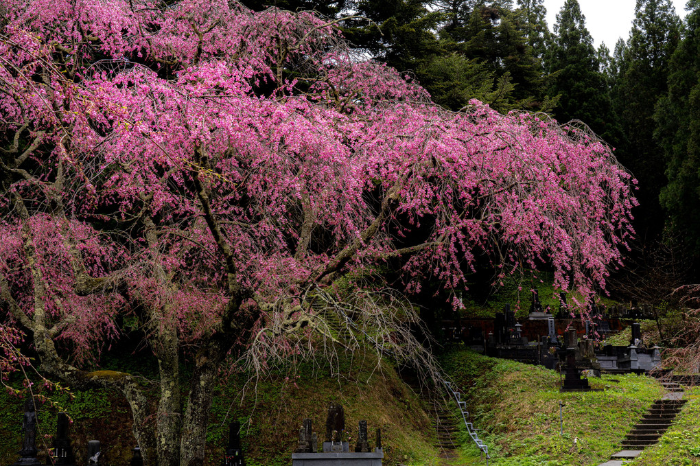 多宝院の枝垂れ桜