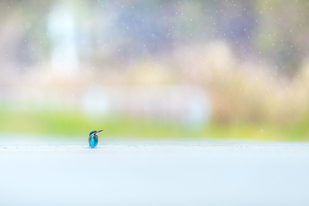 水路のカワセミ