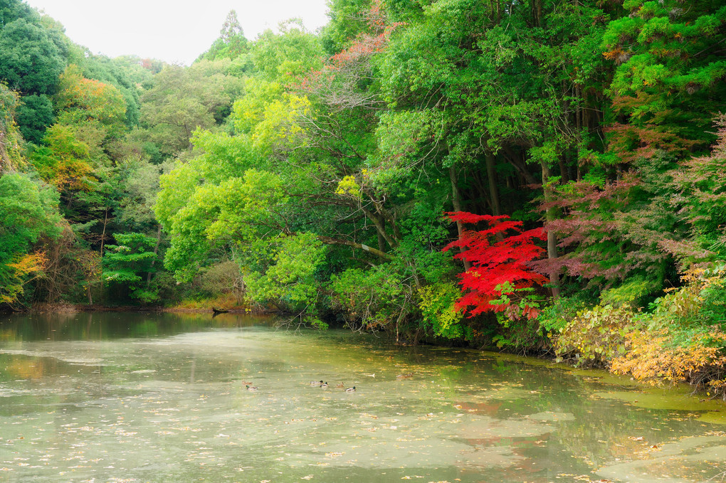 ちょい紅葉