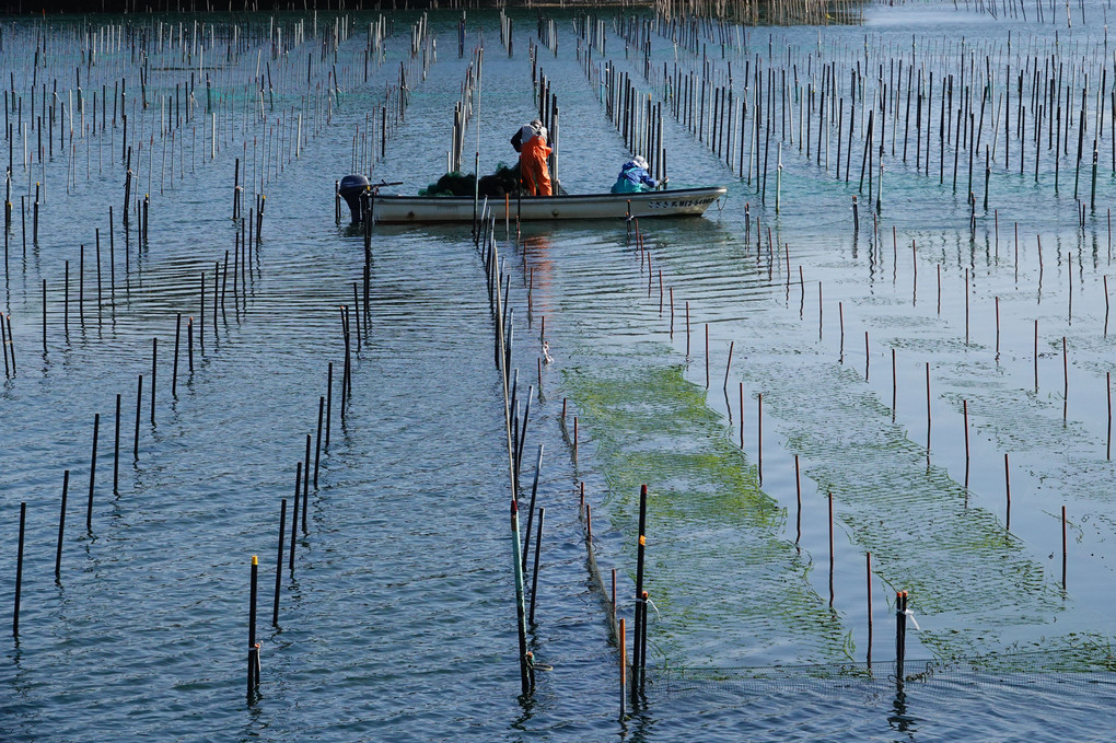 海苔網