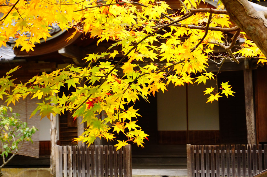 紅葉の寺