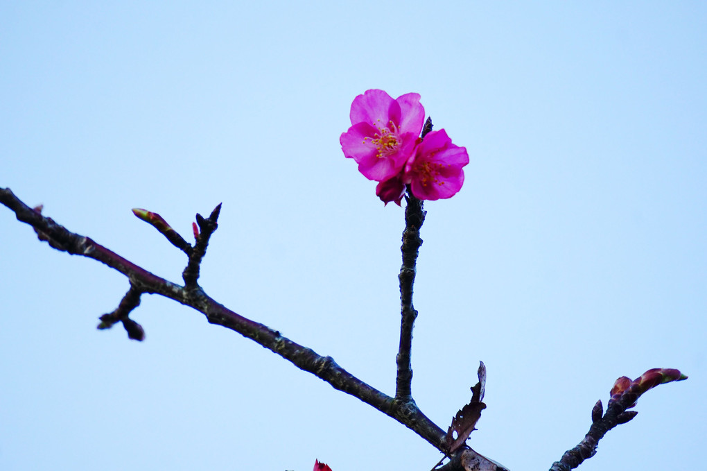 我が町の河津桜咲き始めました