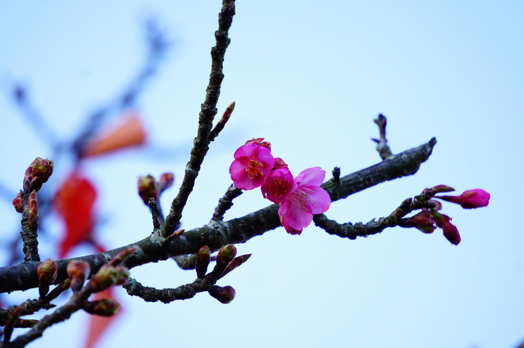 我が町の河津桜咲き始めました