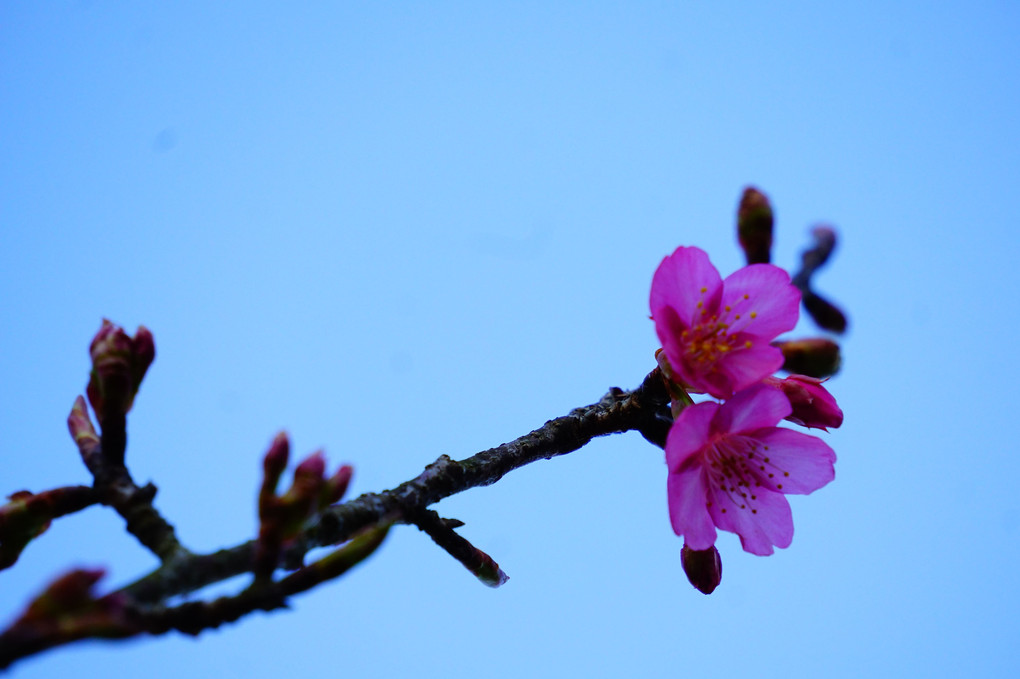 我が町の河津桜咲き始めました