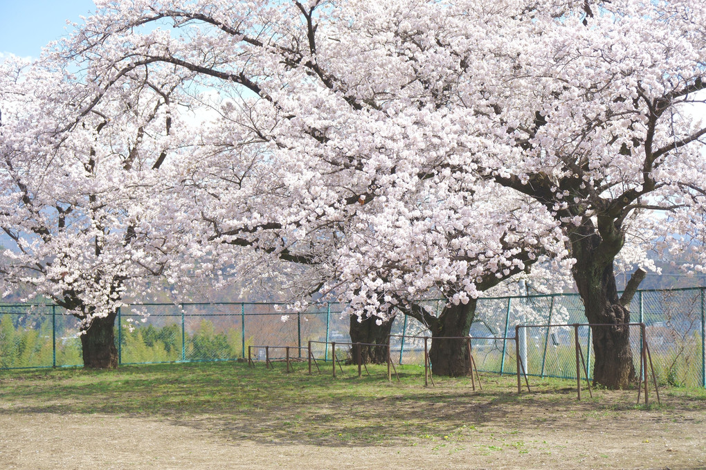 公園の春