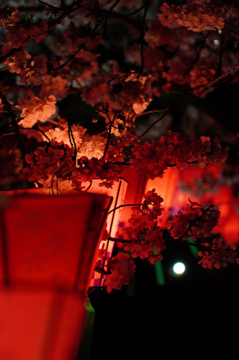 夜の老木桜