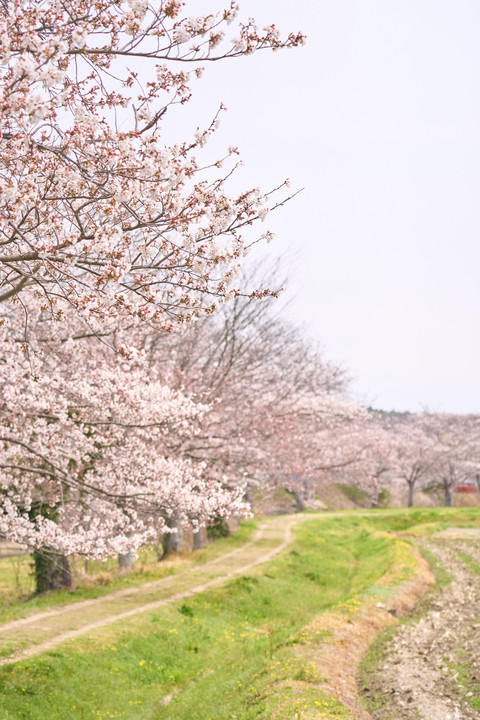 桜並木