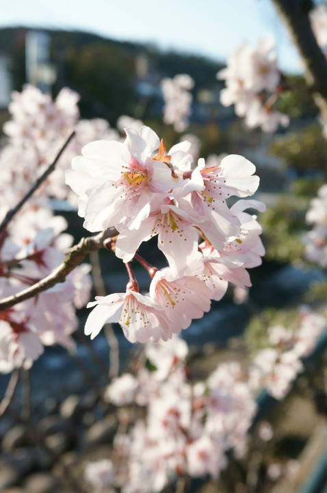 桜