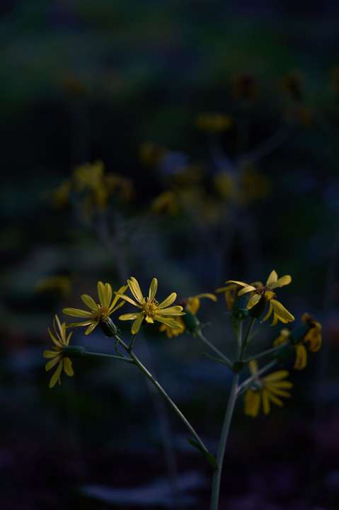 木漏れ日に輝く花