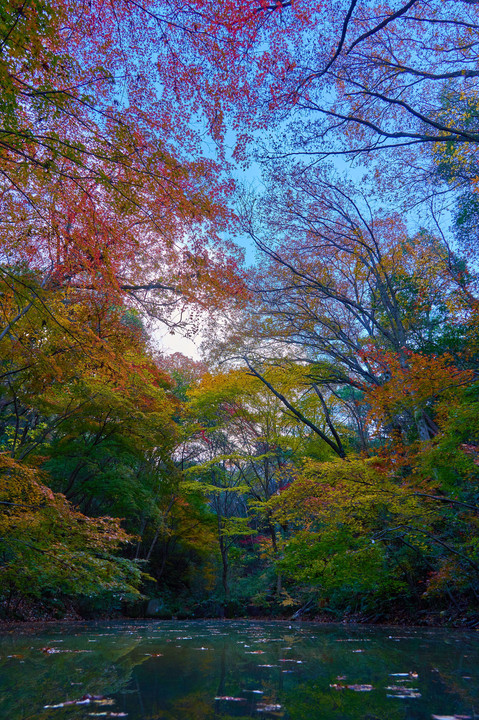 晩秋の池