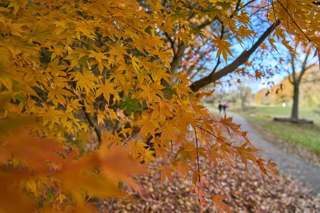 晩秋の公園