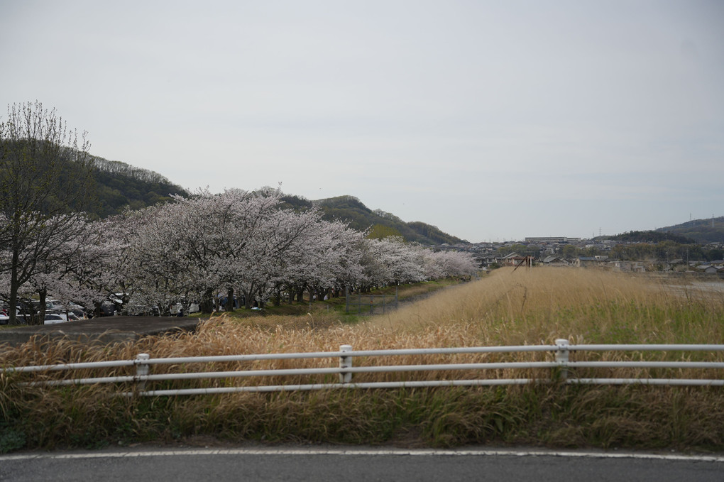 2023年、今年度も桜で始まり