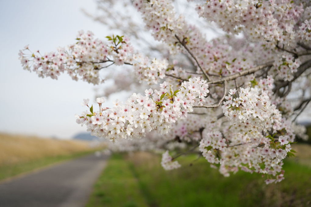 2023年、今年度も桜で始まり