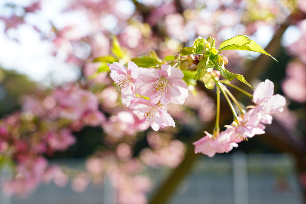 近所の河津桜