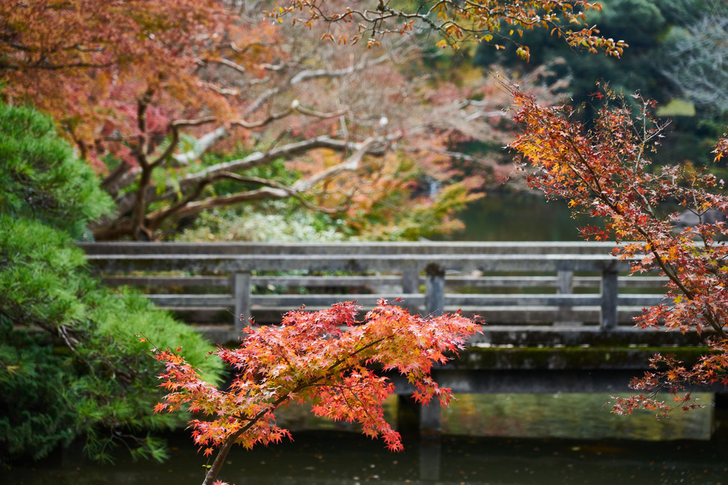 成田山の紅葉（その１）