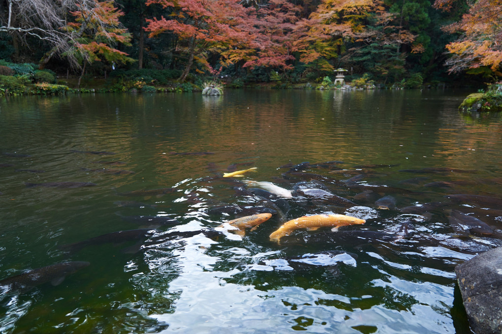 成田山の秋鯉