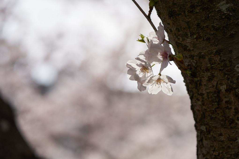 今年の桜(#^.^#)
