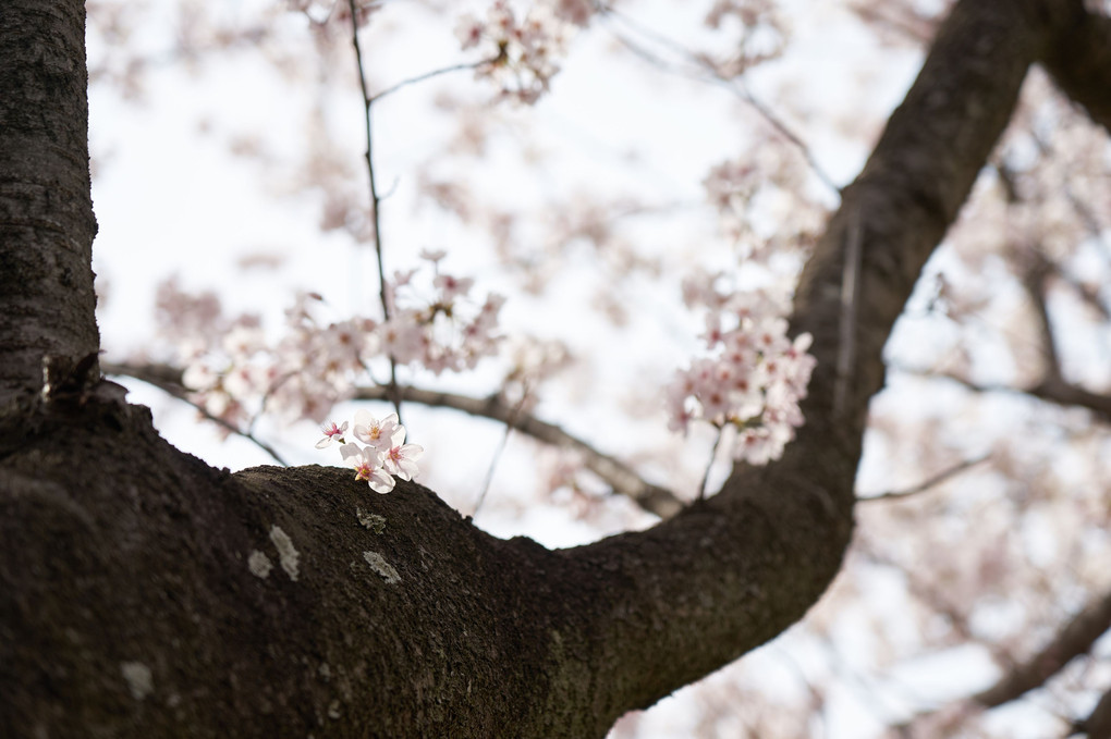 今年の桜(#^.^#)